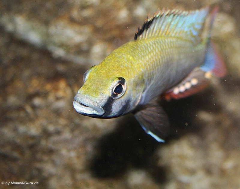 Astatotilapia calliptera 'Thumbi East Island'